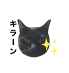 黒猫てんくん（個別スタンプ：12）