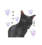 黒猫てんくん（個別スタンプ：17）