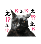 黒猫てんくん（個別スタンプ：18）