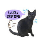 黒猫てんくん（個別スタンプ：20）