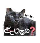 黒猫てんくん（個別スタンプ：22）