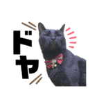 黒猫てんくん（個別スタンプ：26）