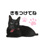 黒猫てんくん（個別スタンプ：27）