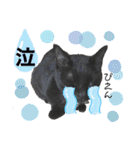 黒猫てんくん（個別スタンプ：31）