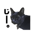 黒猫てんくん（個別スタンプ：37）
