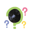 黒猫てんくん（個別スタンプ：38）