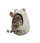 チンチラのとろろ（個別スタンプ：2）