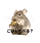 チンチラのとろろ（個別スタンプ：13）