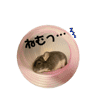 チンチラのとろろ（個別スタンプ：27）