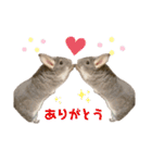 チンチラのとろろ（個別スタンプ：34）