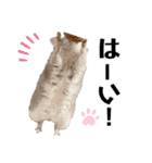 チンチラのとろろ（個別スタンプ：38）