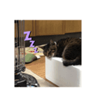 ネコのゆるいスタンプ（個別スタンプ：4）