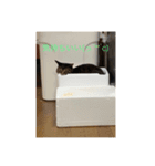 ネコのゆるいスタンプ（個別スタンプ：7）