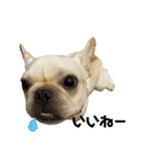 犬猫スタンプ③（個別スタンプ：3）