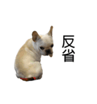犬猫スタンプ③（個別スタンプ：4）