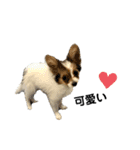 犬猫スタンプ③（個別スタンプ：6）