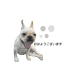 犬猫スタンプ③（個別スタンプ：7）