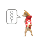 犬猫スタンプ③（個別スタンプ：8）