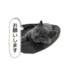 犬猫スタンプ③（個別スタンプ：9）