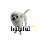 犬猫スタンプ③（個別スタンプ：10）