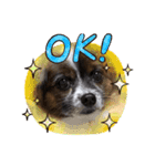 犬一匹だけのスタンプ（個別スタンプ：1）