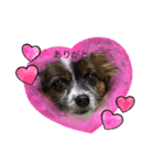 犬一匹だけのスタンプ（個別スタンプ：3）