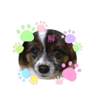 犬一匹だけのスタンプ（個別スタンプ：4）