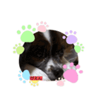 犬一匹だけのスタンプ（個別スタンプ：5）