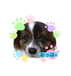 犬一匹だけのスタンプ（個別スタンプ：6）
