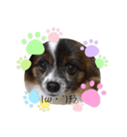 犬一匹だけのスタンプ（個別スタンプ：9）