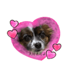 犬一匹だけのスタンプ（個別スタンプ：10）