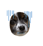 犬一匹だけのスタンプ（個別スタンプ：12）