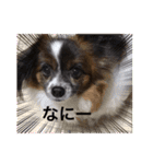 犬一匹だけのスタンプ（個別スタンプ：13）
