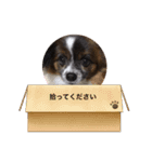 犬一匹だけのスタンプ（個別スタンプ：14）