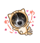 犬一匹だけのスタンプ（個別スタンプ：15）