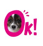 犬一匹だけのスタンプ（個別スタンプ：16）