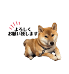 柴犬のしばおくん☆3（個別スタンプ：1）