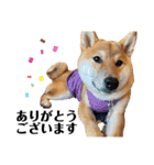 柴犬のしばおくん☆3（個別スタンプ：2）