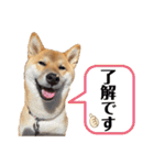 柴犬のしばおくん☆3（個別スタンプ：3）
