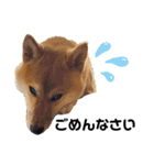 柴犬のしばおくん☆3（個別スタンプ：4）