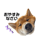 柴犬のしばおくん☆3（個別スタンプ：5）