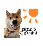 柴犬のしばおくん☆3（個別スタンプ：6）