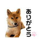 柴犬のしばおくん☆3（個別スタンプ：7）