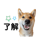 柴犬のしばおくん☆3（個別スタンプ：8）