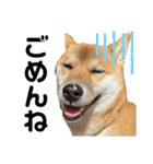 柴犬のしばおくん☆3（個別スタンプ：9）