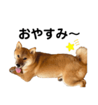柴犬のしばおくん☆3（個別スタンプ：10）
