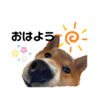 柴犬のしばおくん☆3（個別スタンプ：11）