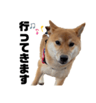 柴犬のしばおくん☆3（個別スタンプ：12）