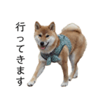 柴犬のしばおくん☆3（個別スタンプ：13）