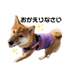 柴犬のしばおくん☆3（個別スタンプ：14）